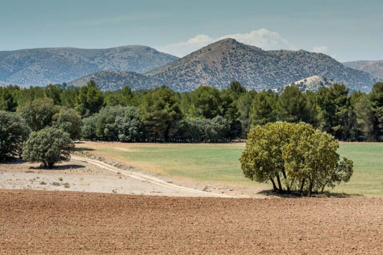 Pinar de la Alfahuara - wandelen Los Velez (4)