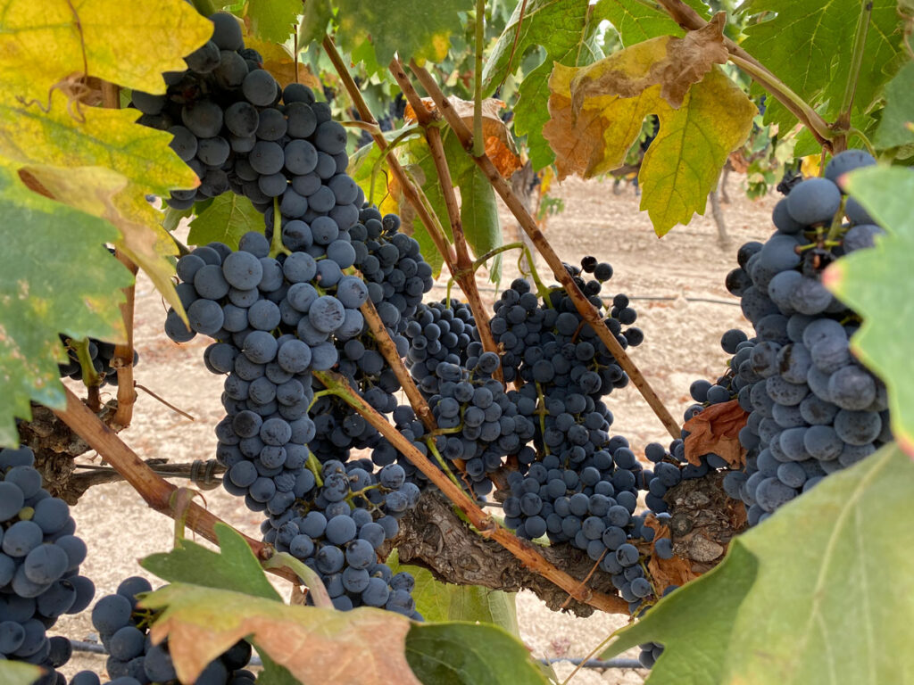 Wijnhuis Cortijo del Aire Almería