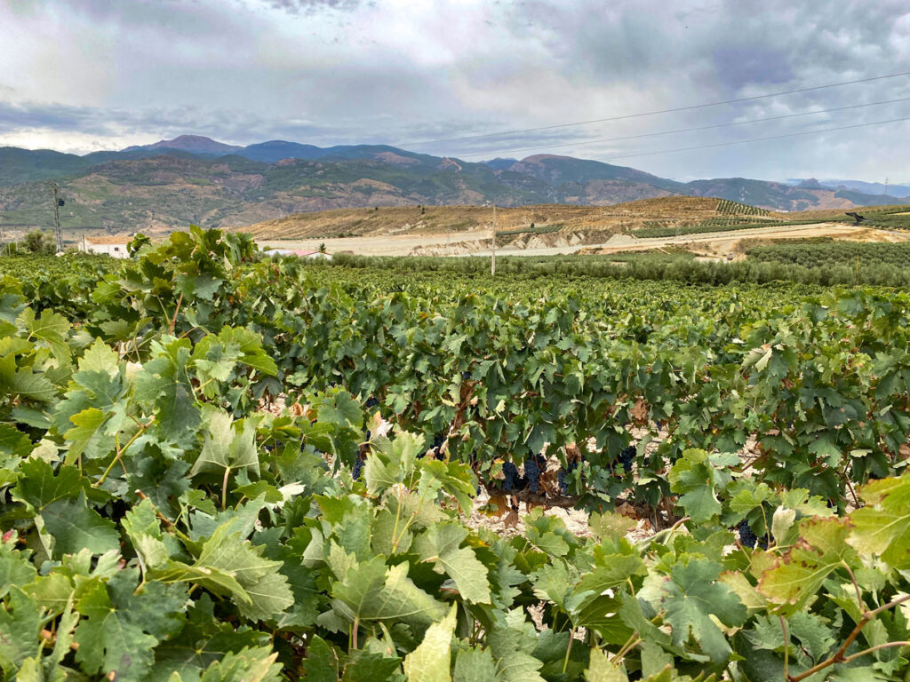 Wijnhuis Cortijo del Aire Almería