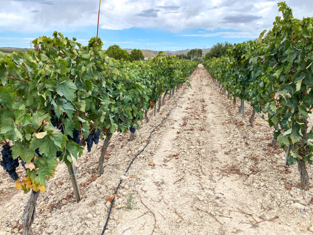 Wijnhuis Cortijo del Aire Almería